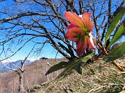 Alla Madonnina del Costone con tanti fiori da Salmezza-25mar24